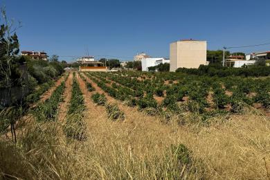 Plot in Artemida area, near the beach